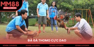 đá gà thomo cựa dao