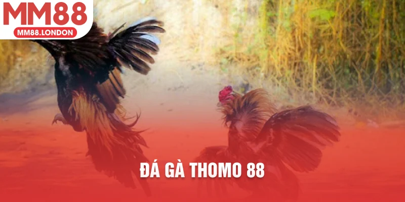 đá gà thomo 88
